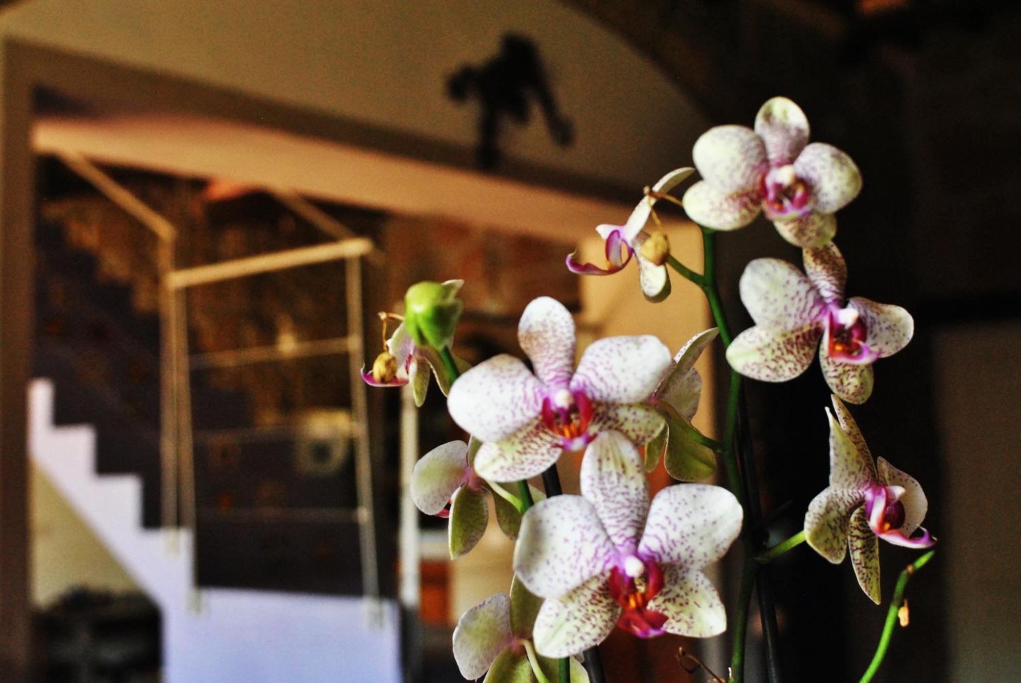 La Casa Dei Carrai Bed & Breakfast ปีติญาโน ภายนอก รูปภาพ